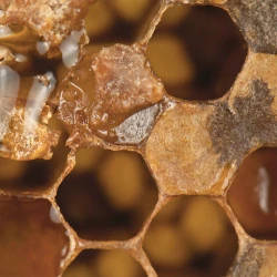 ŠAMPON PROPOLIS, 250 ML ŠAMPON PROPOLIS, 250 ML