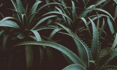 Aloe Vera - Razbremeni in očisti telo