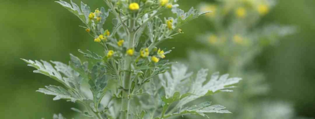 Pelin (Artemisia): pravi, sladki in navadni – razlike in uporaba