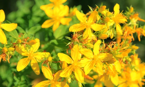 Šentjanževka – naravna moč za dobro počutje Šentjanževka – naravna moč za dobro počutje