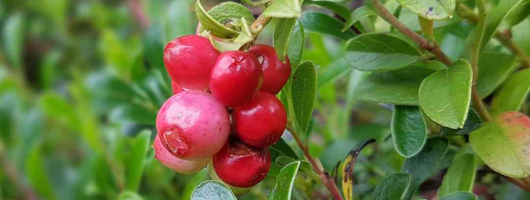 Vednozeleni gornik: naravna podpora sečilom