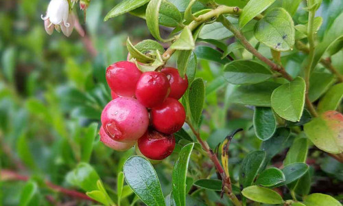Vednozeleni gornik: naravna podpora sečilom