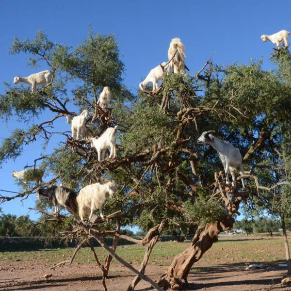 Koze plezajo po drevesu v Maroku in se sladkajo z arganovimi plodovi – značilen prizor, ki ponazarja naravno povezanost živali z rastlinami, iz katerih se pridobiva dragoceno arganovo olje.