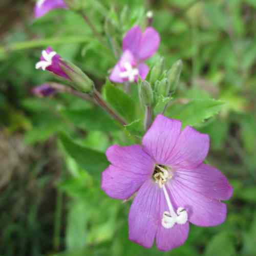 **Alt tekst:**Cvet vrbovca (Epilobium) v naravnem okolju med cvetenjem.
