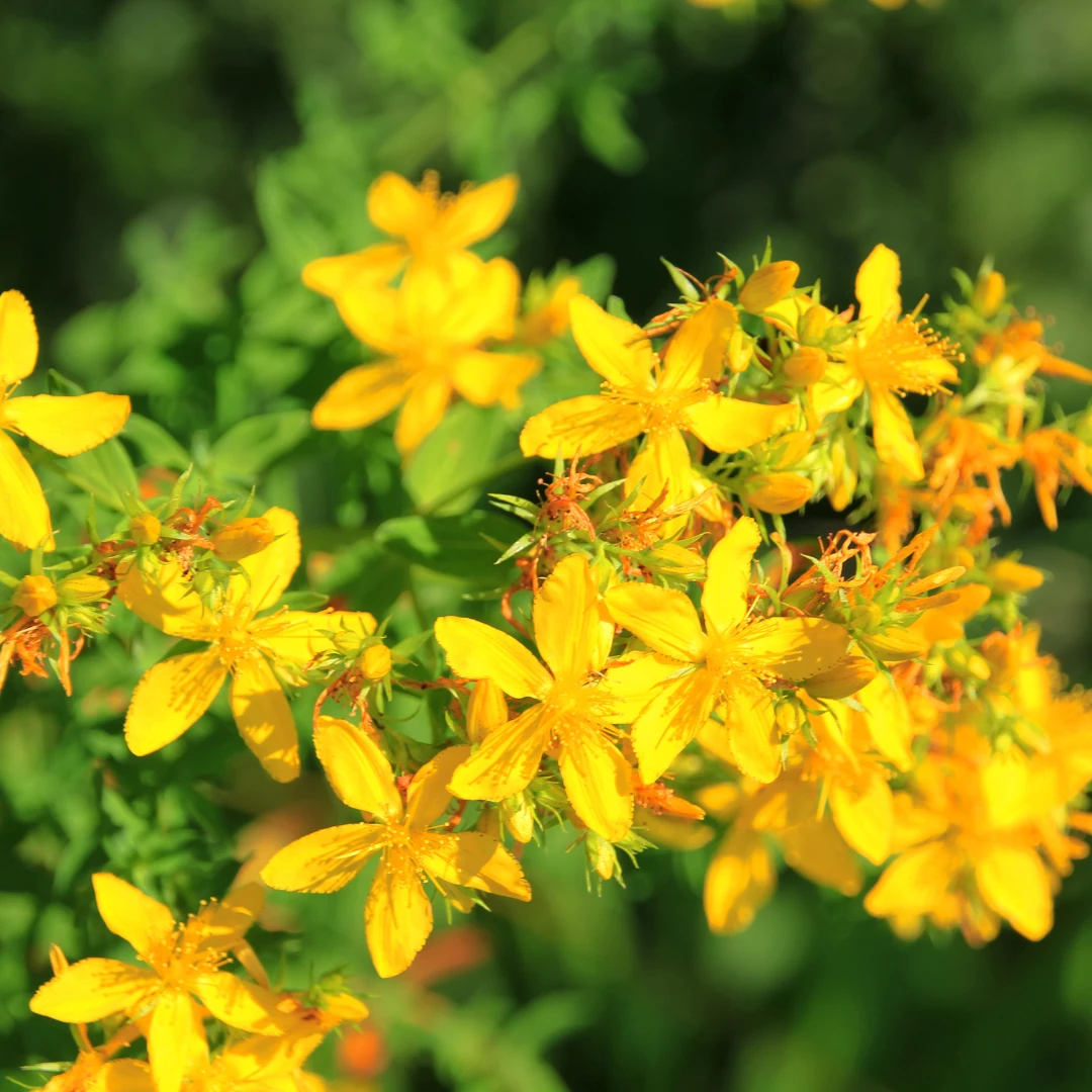 Svetlo rumeni cvetovi šentjanževke (Hypericum perforatum) v naravnem okolju, osvetljeni s soncem
